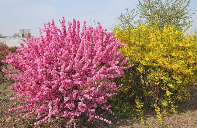 春意盎然的鴻瑞美景